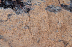 Phlebia mellea