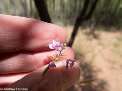 Cleome rubella