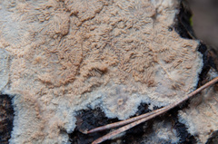 Phlebia mellea