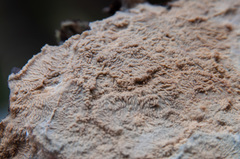 Phlebia mellea