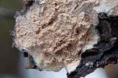 Phlebia mellea