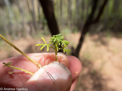 Cleome rubella