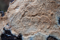 Phlebia mellea