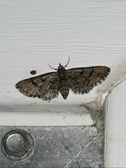 Eupithecia peckorum