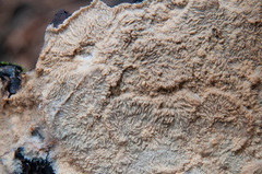 Phlebia mellea