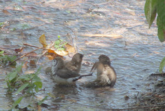 Stizoptera bichenovii bichenovii