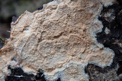 Phlebia mellea