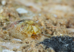 Stomatella impertusa