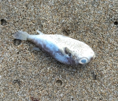 Sphoeroides trichocephalus