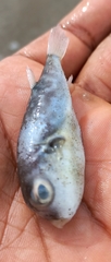 Sphoeroides trichocephalus