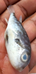 Sphoeroides trichocephalus