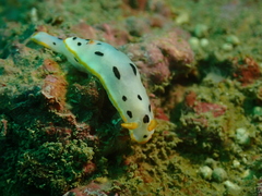 Chromodoris orientalis