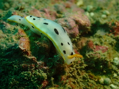 Chromodoris orientalis