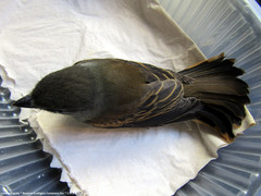 Pachyramphus