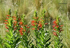 Siphocampylus foliosus