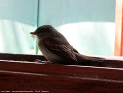 Pachyramphus