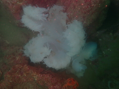 Rhopilema hispidum
