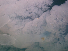 Rhopilema hispidum