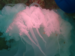 Rhopilema hispidum