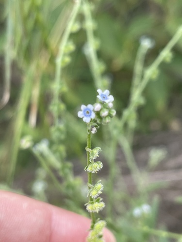 Cynoglossum lanceolatum iNat (3)