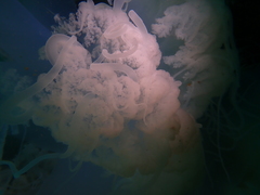 Rhopilema hispidum