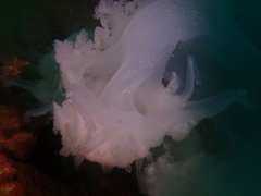 Rhopilema hispidum