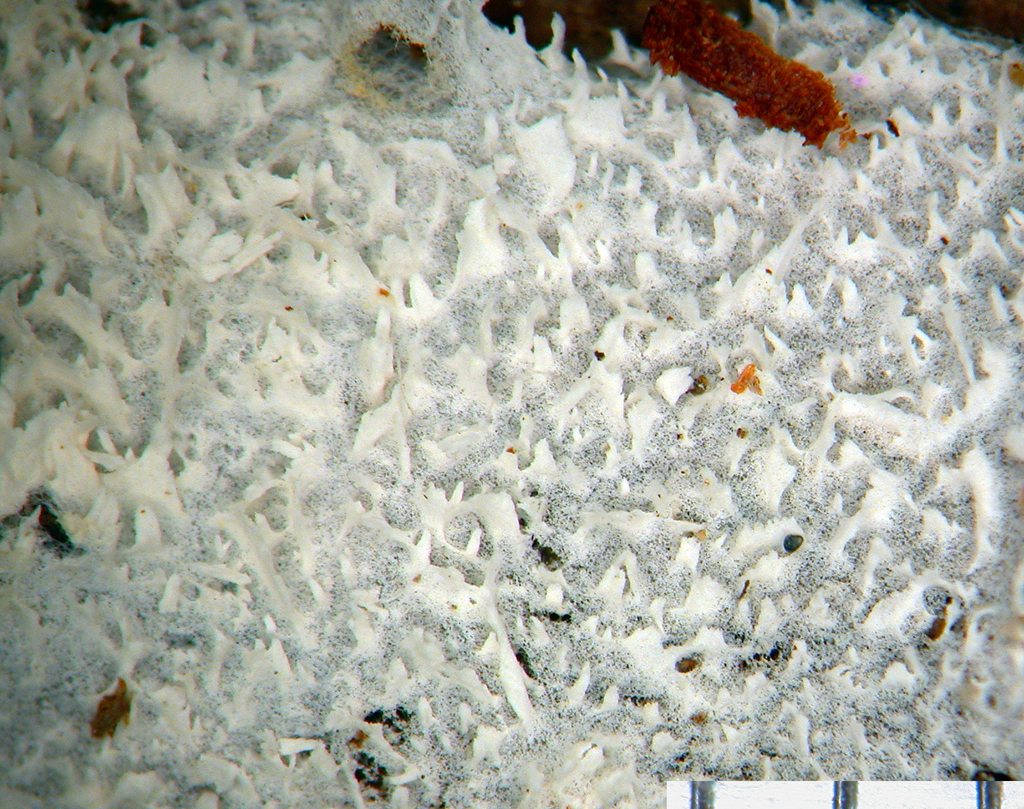 Sistotrema muscicola