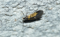 Schiffermuelleria schaefferella