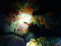 Apogon maculatus