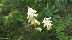 Vicia nigricans