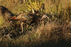 Meleagris gallopavo osceola