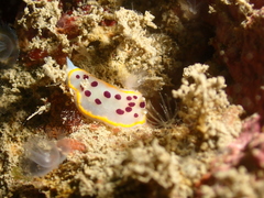 Goniobranchus tumuliferus