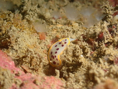 Goniobranchus tumuliferus