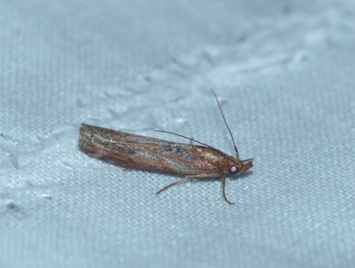 Selagia spadicella