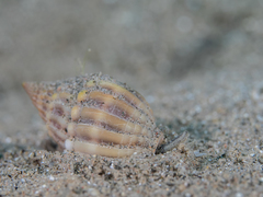 Nassarius castus