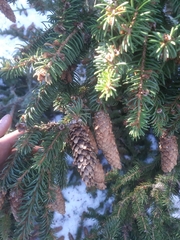 Picea abies