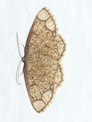 Stegania cararia