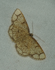 Stegania cararia