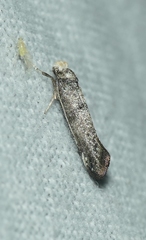 Swammerdamia pyrella
