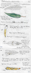 Phyllonorycter messaniella