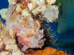 Abantennarius coccineus