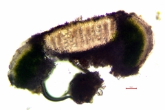 Circinaria arida