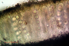 Circinaria arida