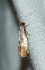Tinea semifulvella