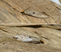 Tinea trinotella