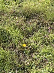 Taraxacum officinale
