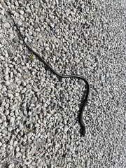 Ophisaurus ventralis image