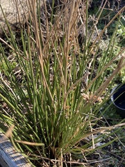 Juncus effusus