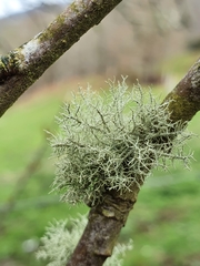 Usnea barbata