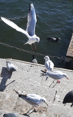 Chroicocephalus ridibundus